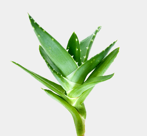 1066 Waxing with Aloe Vera